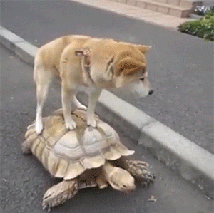 Gif de un perro encima de una tortuga.