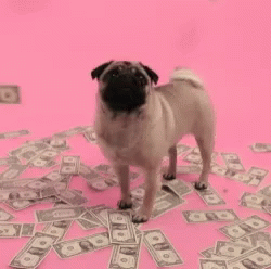 Gif de un pug recibiendo dinero.