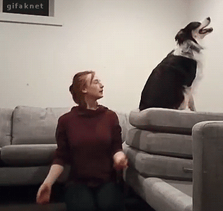 Gif de un dueño agarrando a su perro.