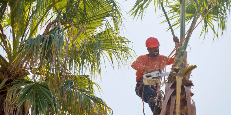 Un jardinero profesional podando una palmera.