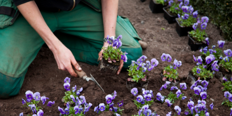 Jardinero plantando flores.